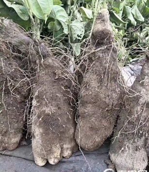 温州文成糯米山药